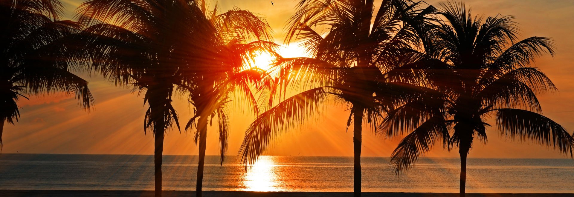 setting sun over ocean between palm trees